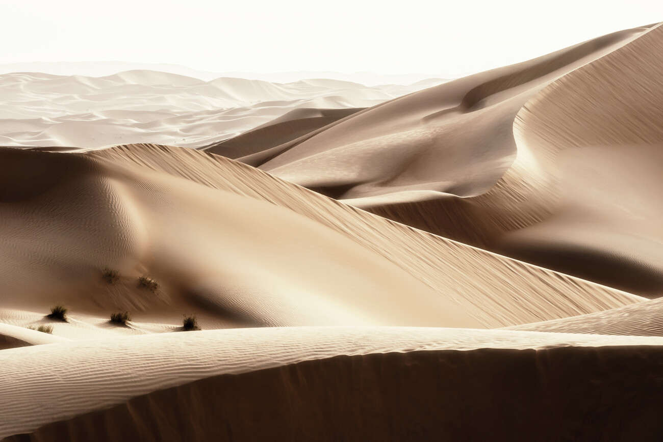 Wild Sand Dunes - Camel Desert | Posters, Art Prints, Wall Murals | +250  000 motifs