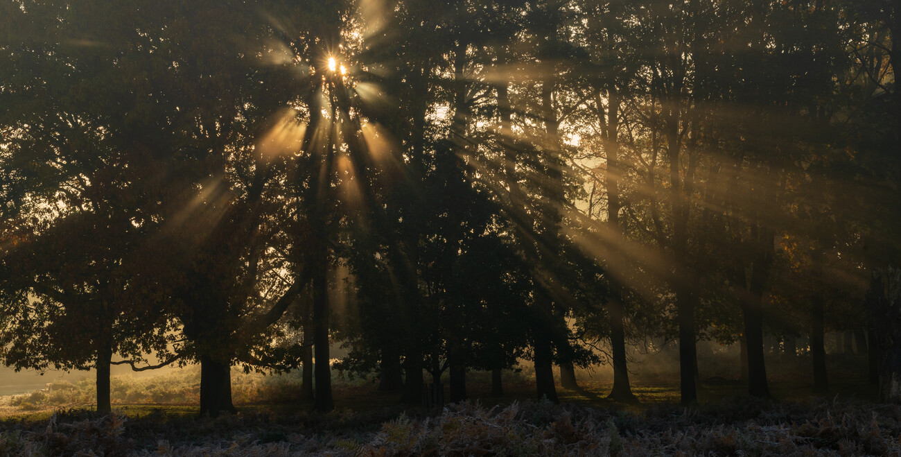 Threes in the woods with sunlight Posters, Art Prints, Wall Murals