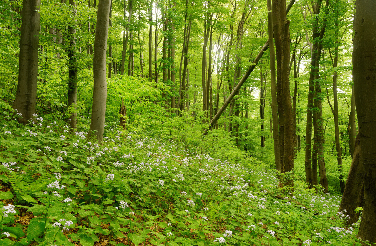 temperate deciduous forest spring