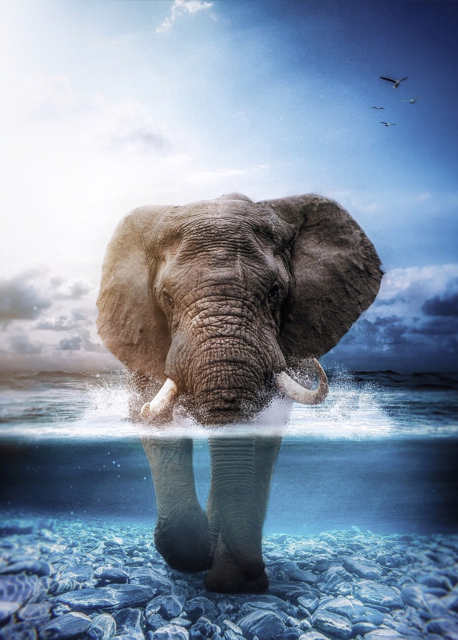 Europosters | Elephant Wild Poster, Bilde the in sea | Merchandise