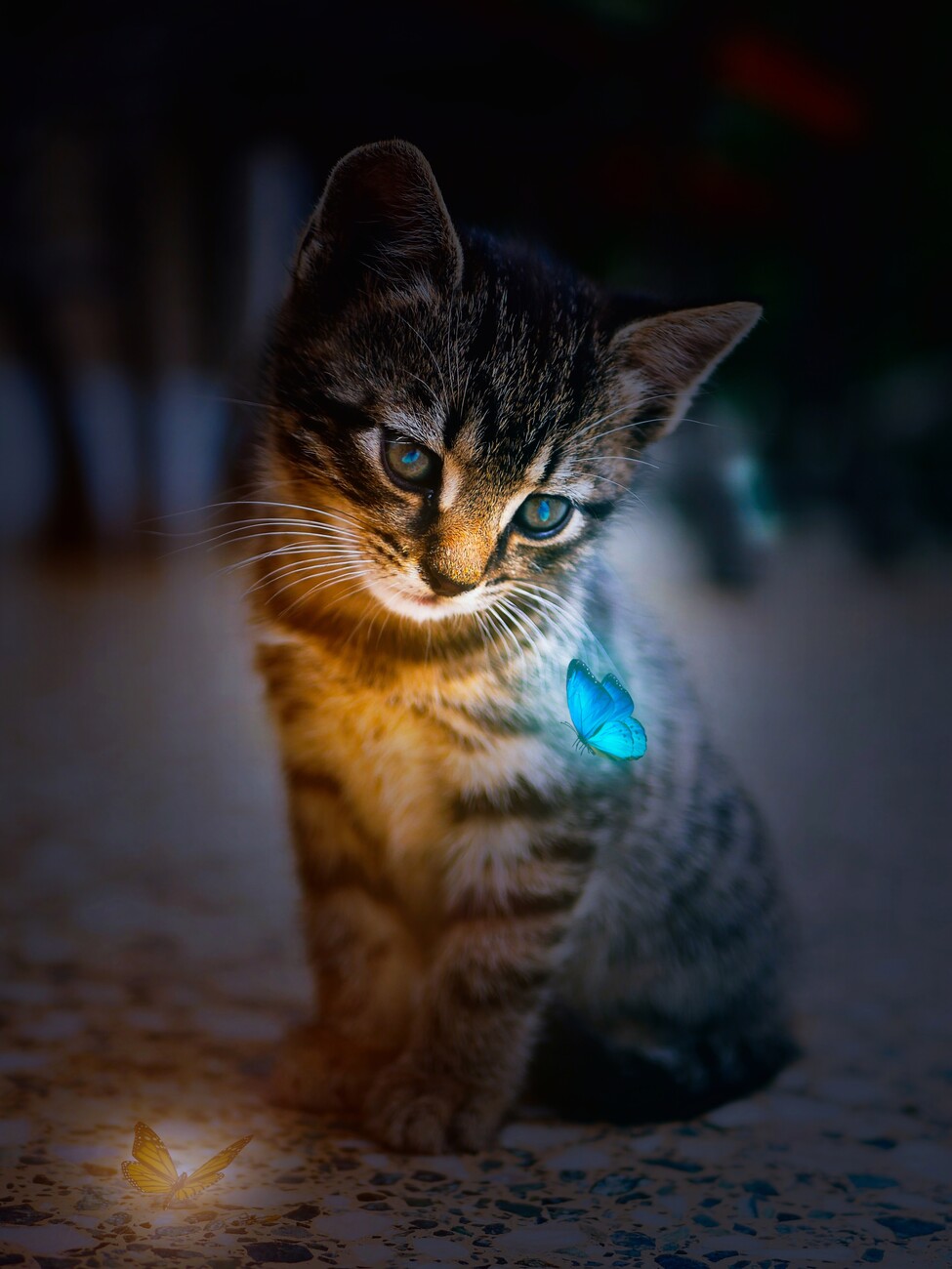 Incredible Compilation Of Over 999 Adorable Kitten Pictures Captivating Collection Of Full 4k