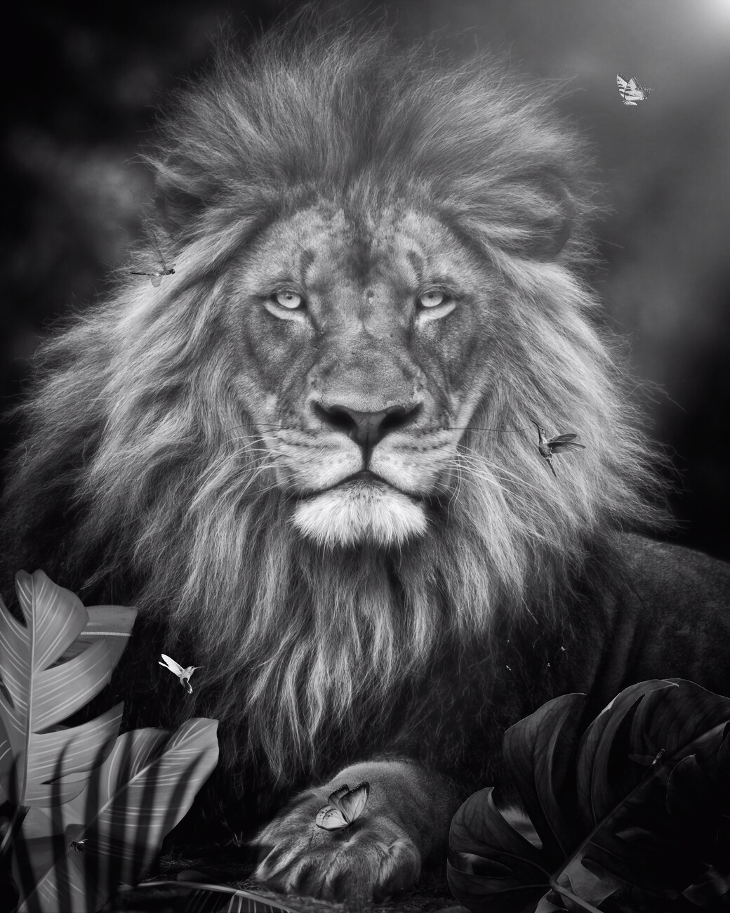 Impression d art Lion in Black and White in jungle