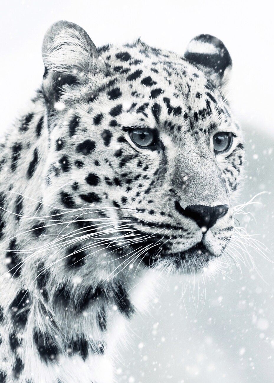 Art Photography White Snow Leopard Portrait