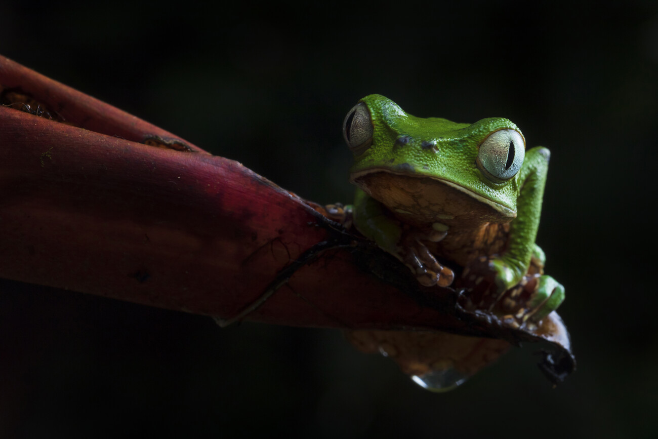 Umělecká fotografie Phyllomedusa spp - Green tropic frog