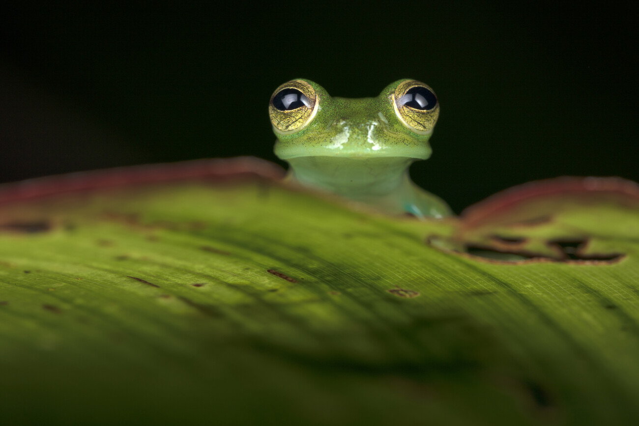Umělecká fotografie Esparadana prosoblepon: Glass frog from Ecuador