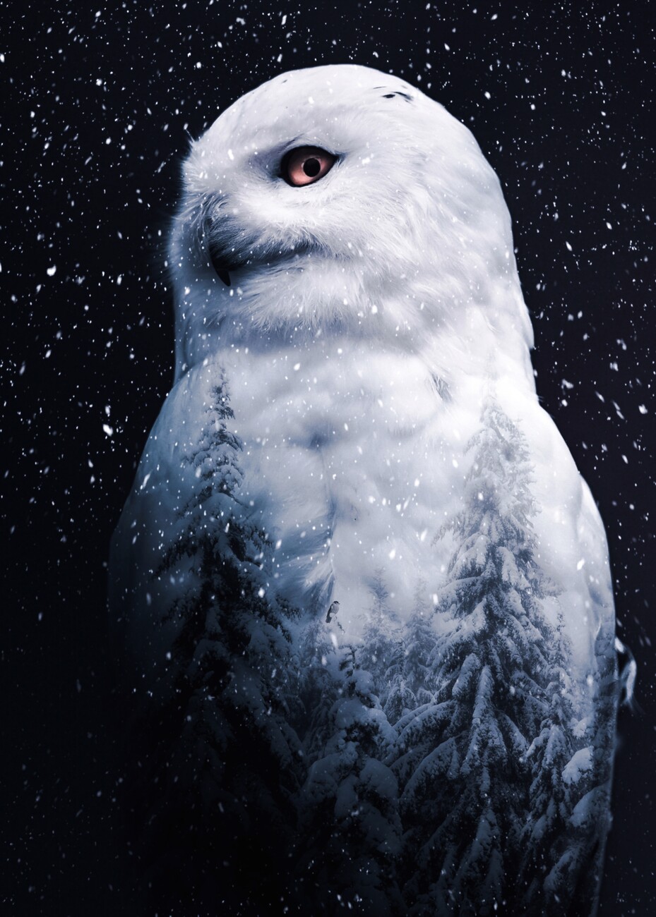 Snowy Owl Painting