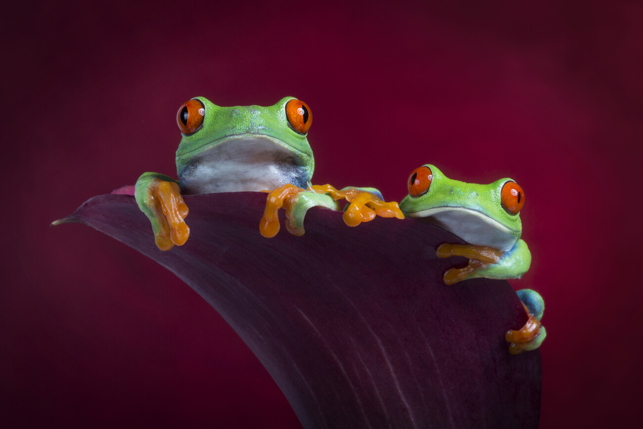 cute baby red eyed tree frogs