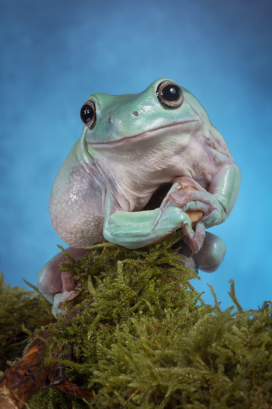 Blue Dumpy Tree Frogs