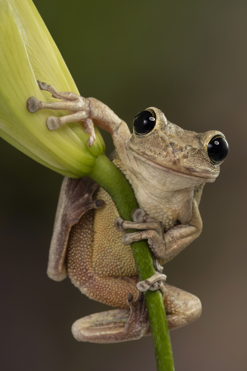 Happy Cuban tree frog, Posters, Art Prints, Wall Murals