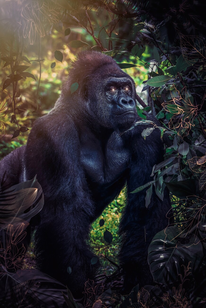 Poster affiche Silverback gorilla in the jungle with green and