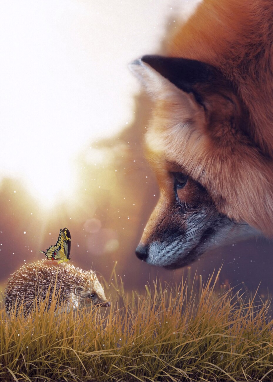 hedgehog and fox