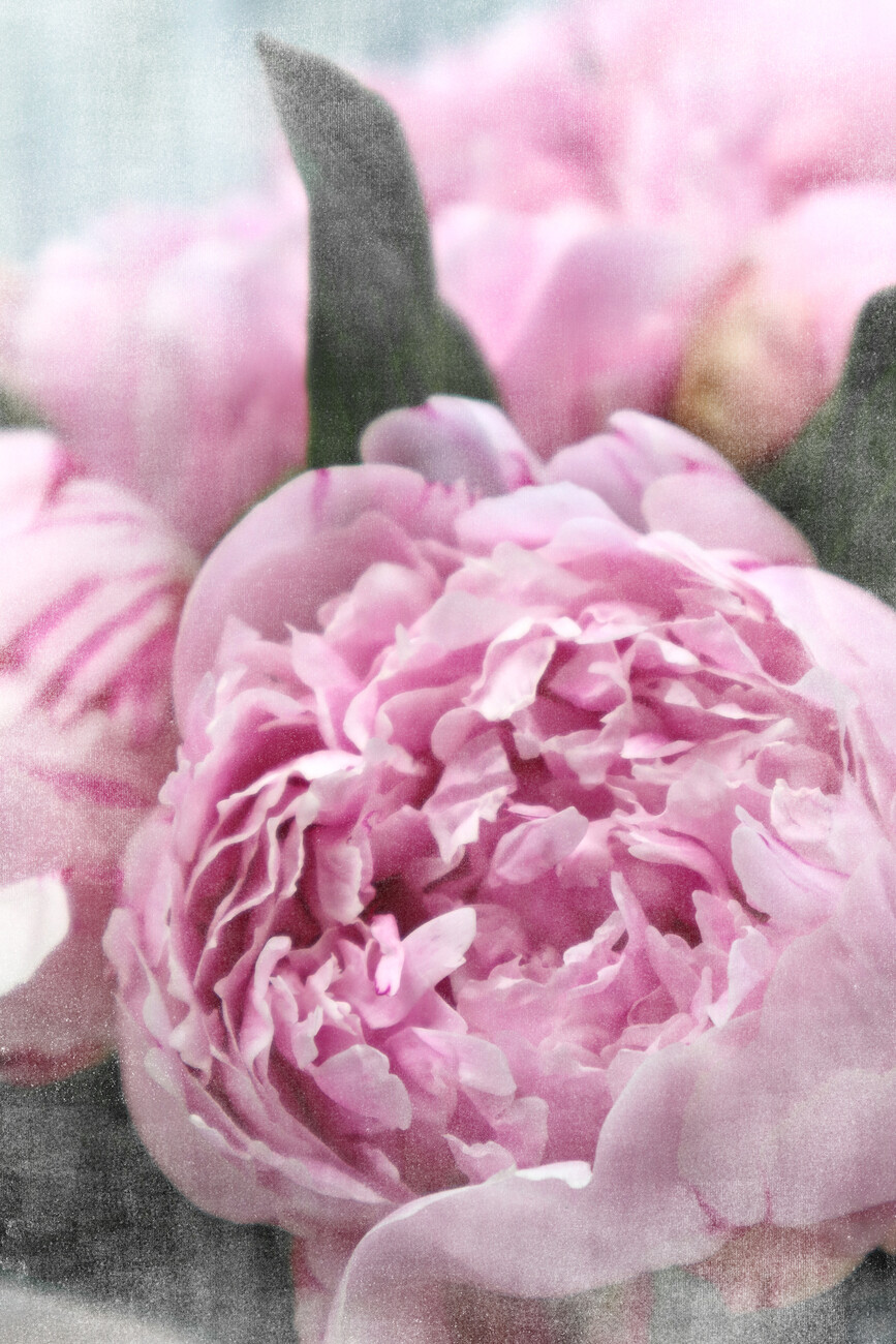 Vintage pink peonies A, Posters, Art Prints, Wall Murals