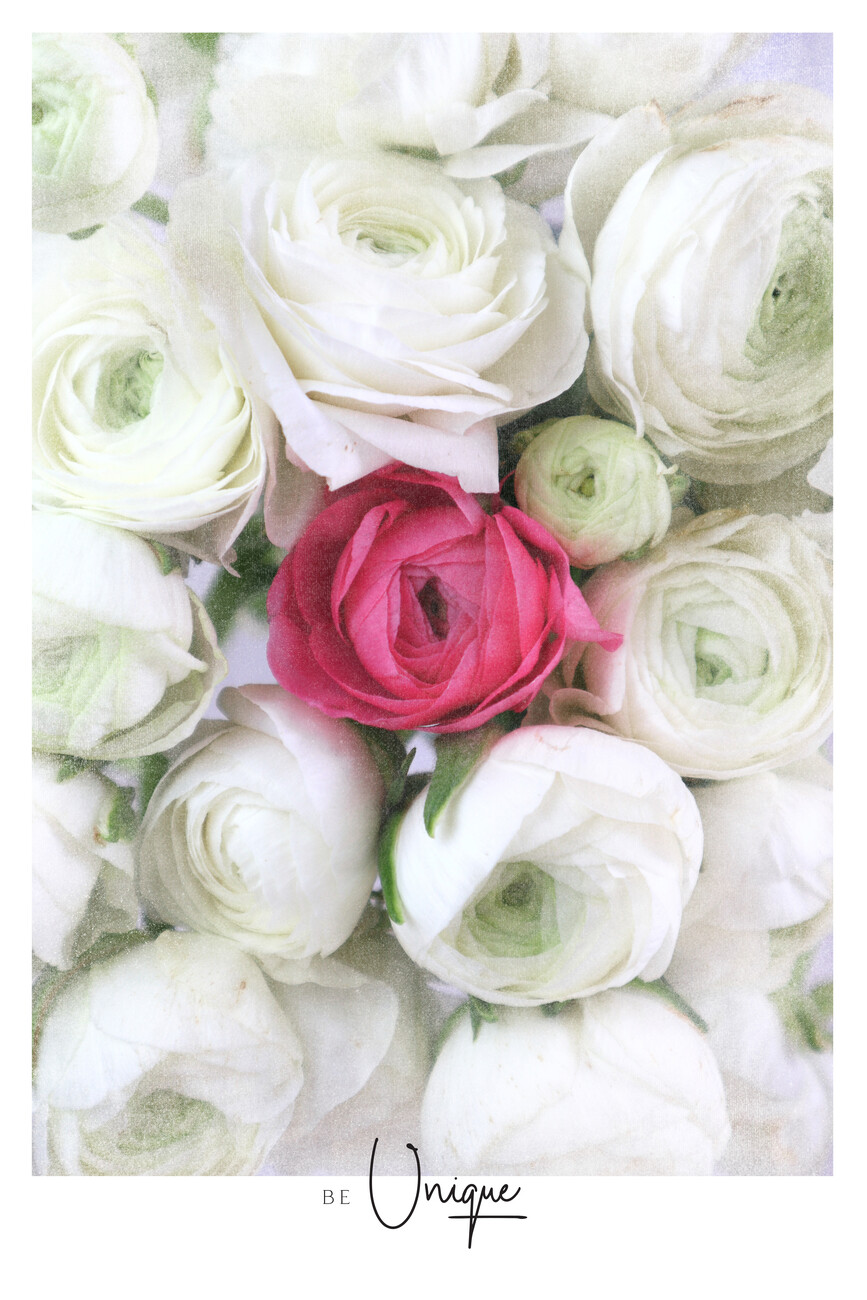 pink ranunculus wallpaper