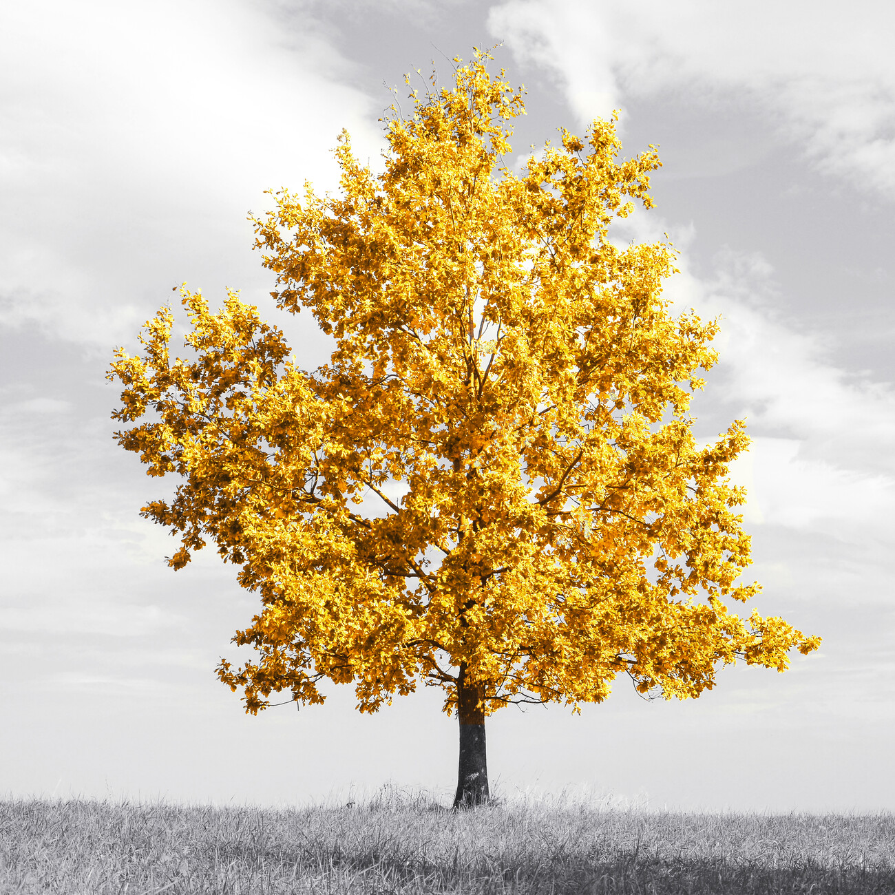 Art Photography Abstract lonely tree with amzing gold leaves on a meadow.