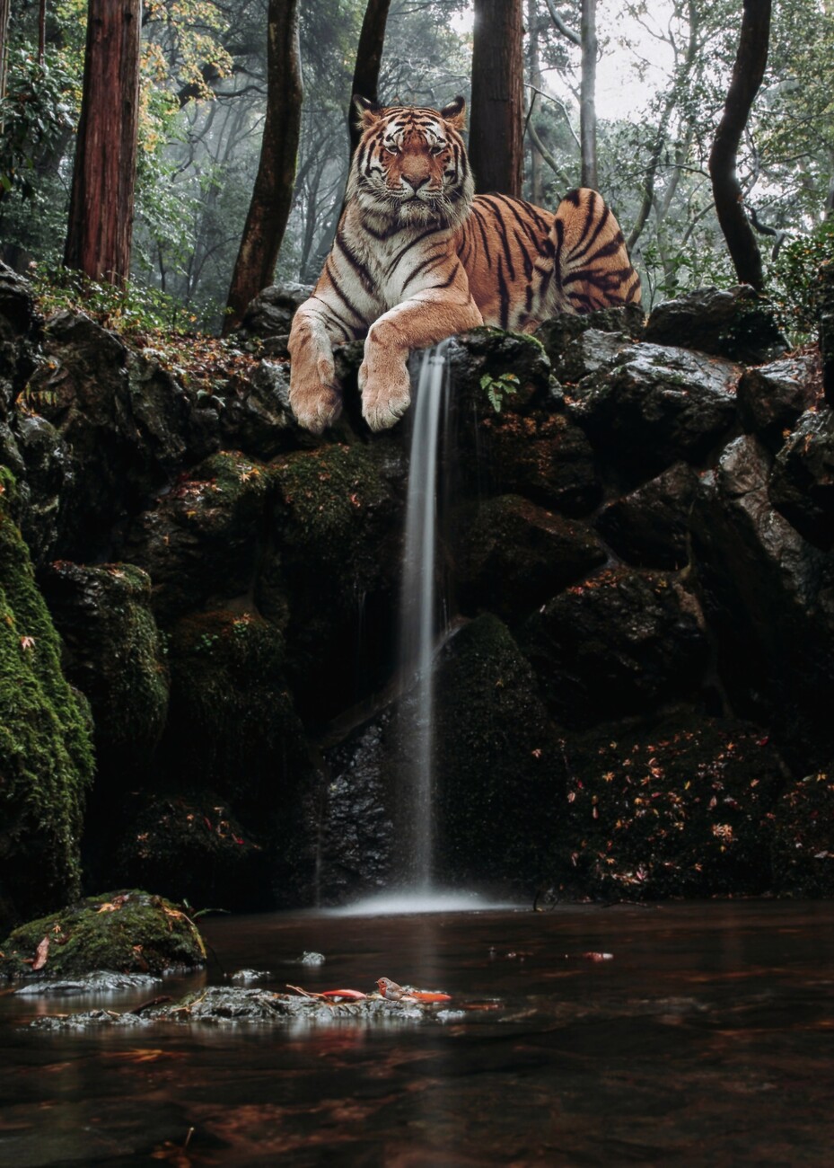 Tigers of the World Poster Print 