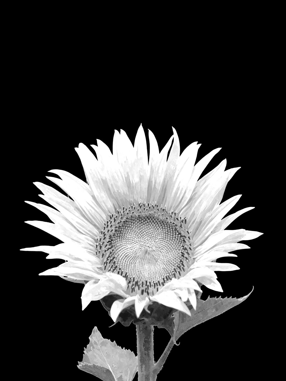 black and white sunflower photography wallpaper