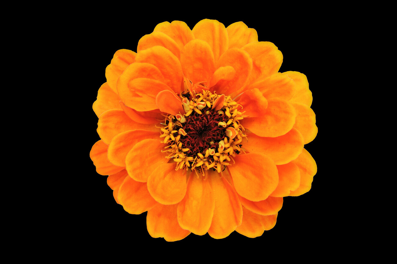 orange and black flower background