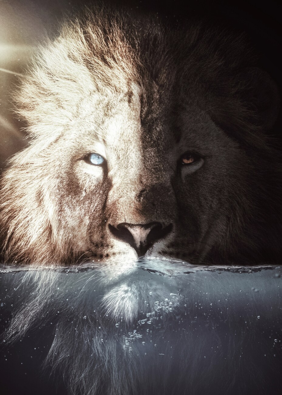 The Lion with blue eyes in his bath | Pósters, láminas, cuadros y  fotomurales 