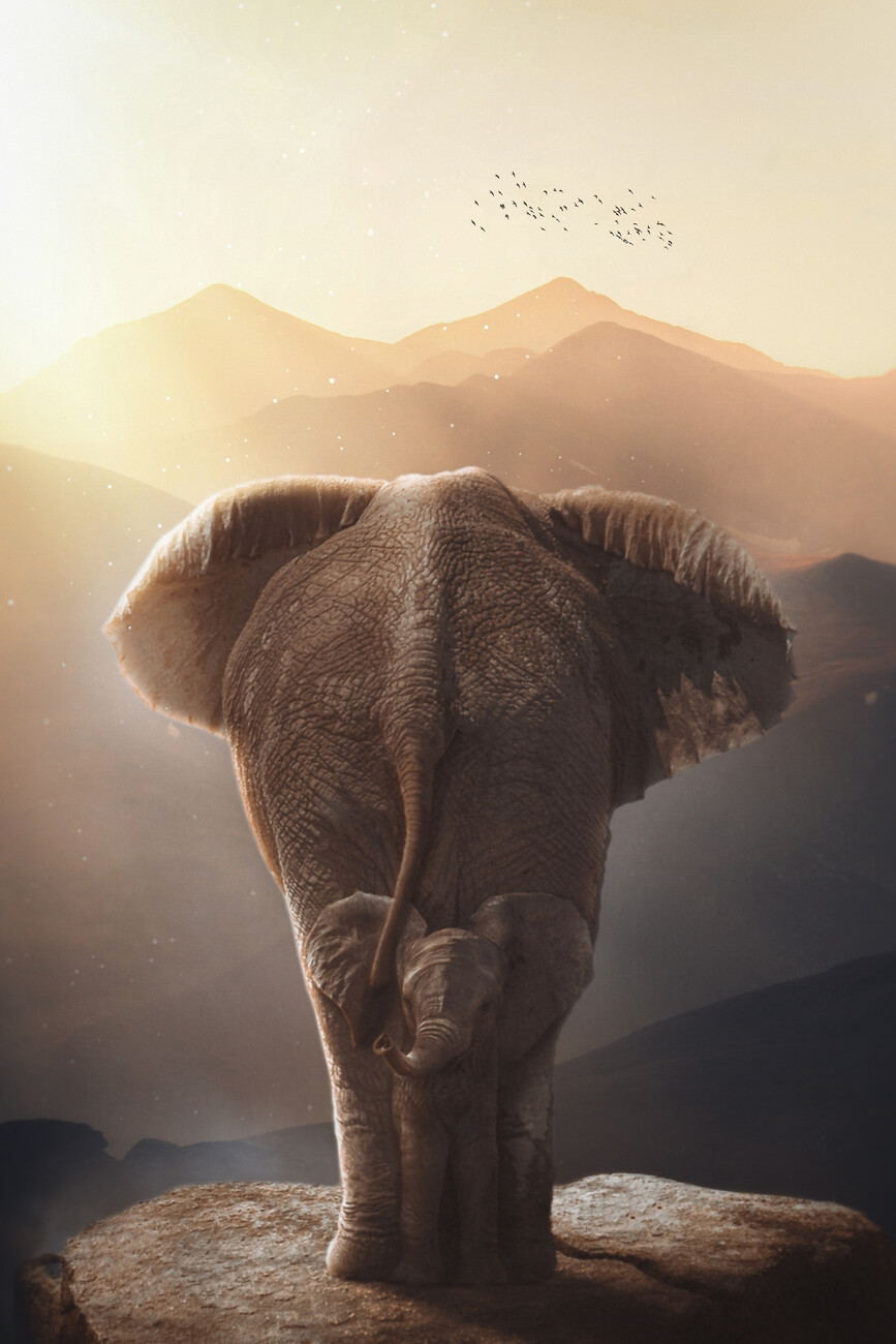 Elephant Baby and Mother_ - High quality Poster - Photowall