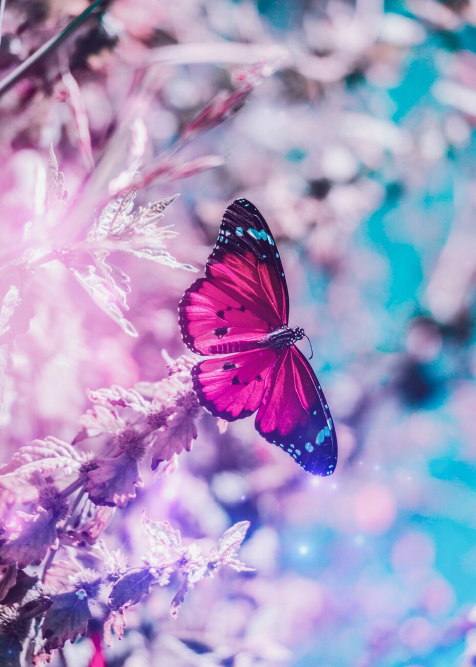 Pretty Pink Butterfly on a branch | Posters, Art Prints, Wall ...