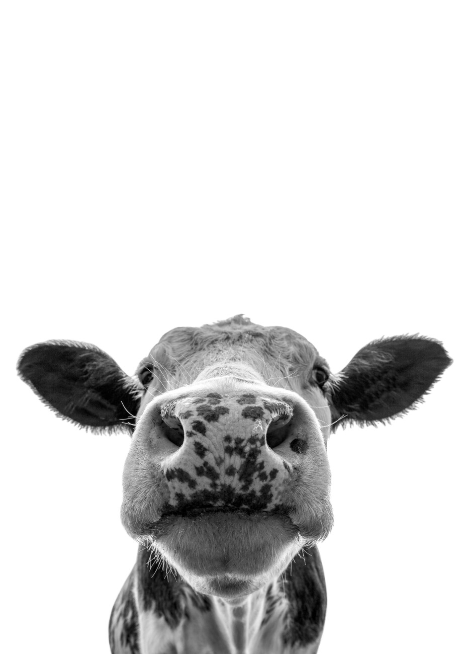 black and white photographs of cows