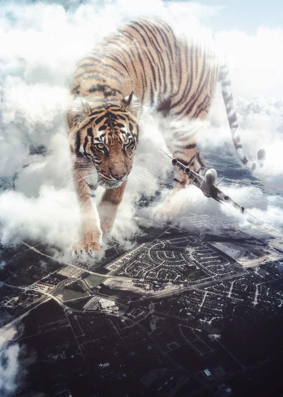 Art Poster Giant Tiger want to play with plane like a bird