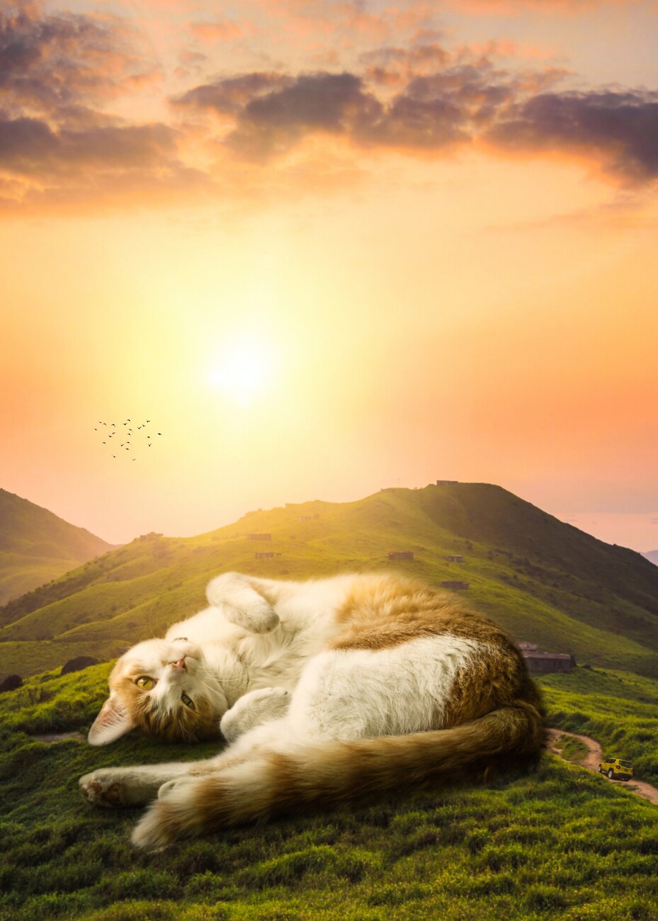 The Morning Cat Poster Print