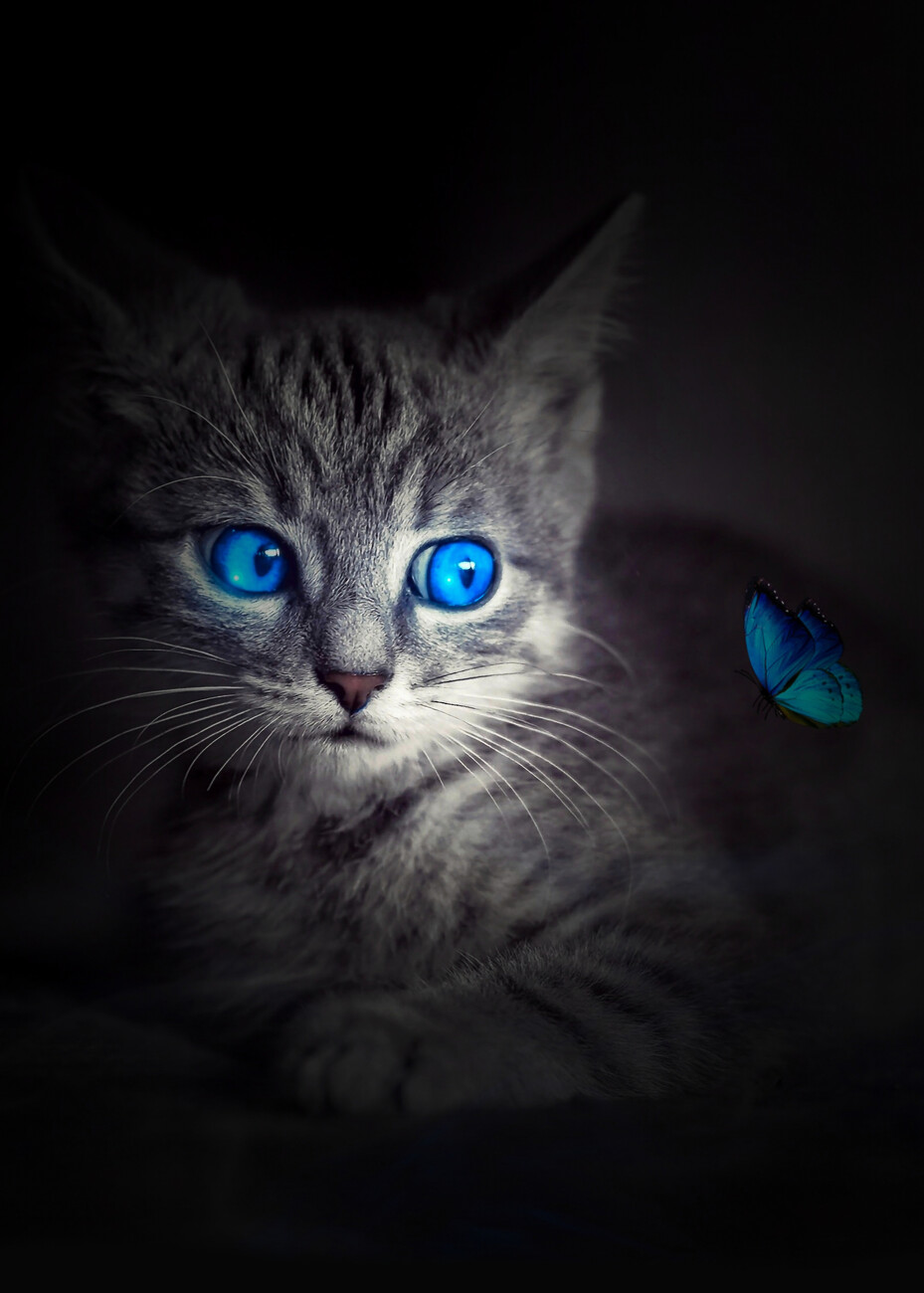 Cute Kitten with blue eyes and Butterfly | Posters, Art Prints ...