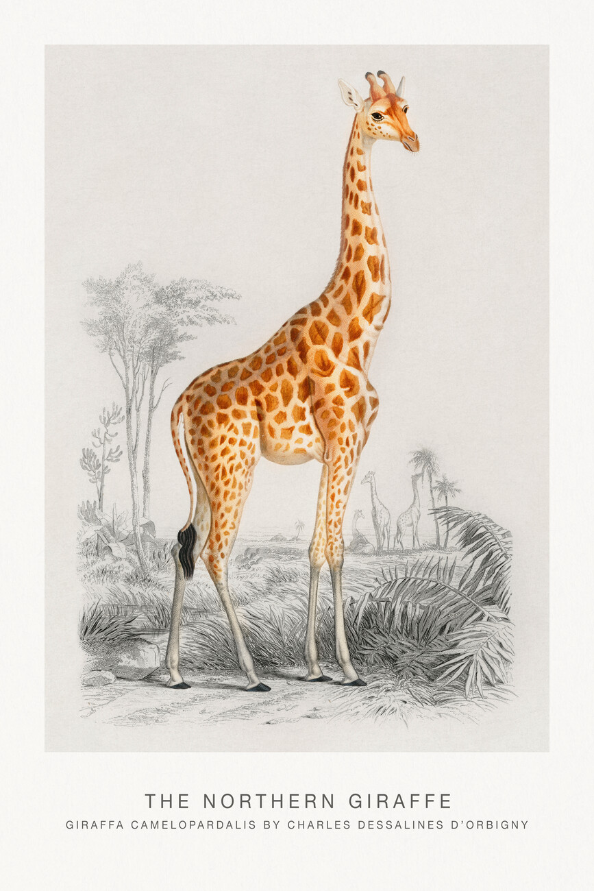 Tableau sur toile Dessin girafe 