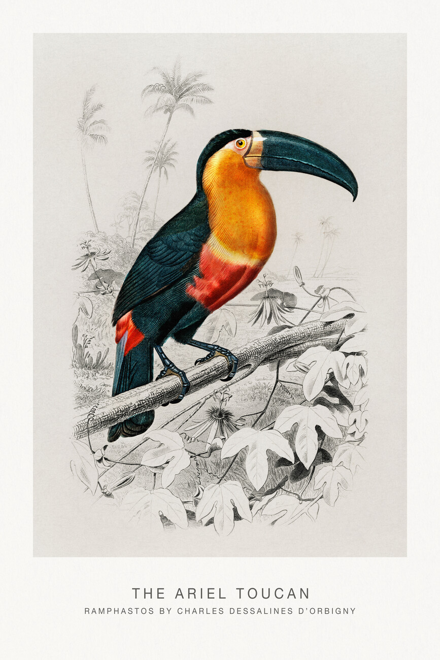 Obrazová reprodukce The Ariel Toucan (Bird / Zoology) - Charles D'Orbigny, (26.7 x 40 cm)