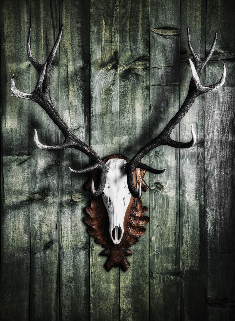 deer skull wallpaper