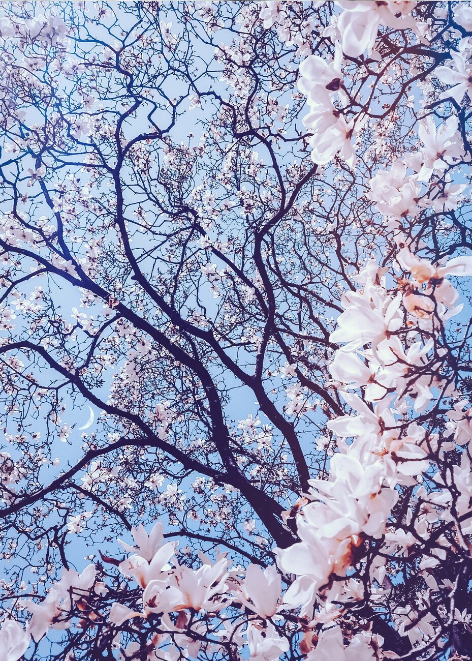 Art Photography Aesthetic Cherry Pink Flowers and Blue Sky