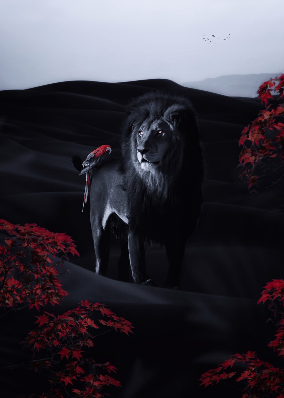 Black Lion and Parrot and Red Flowers in Desert | Posters, Art ...