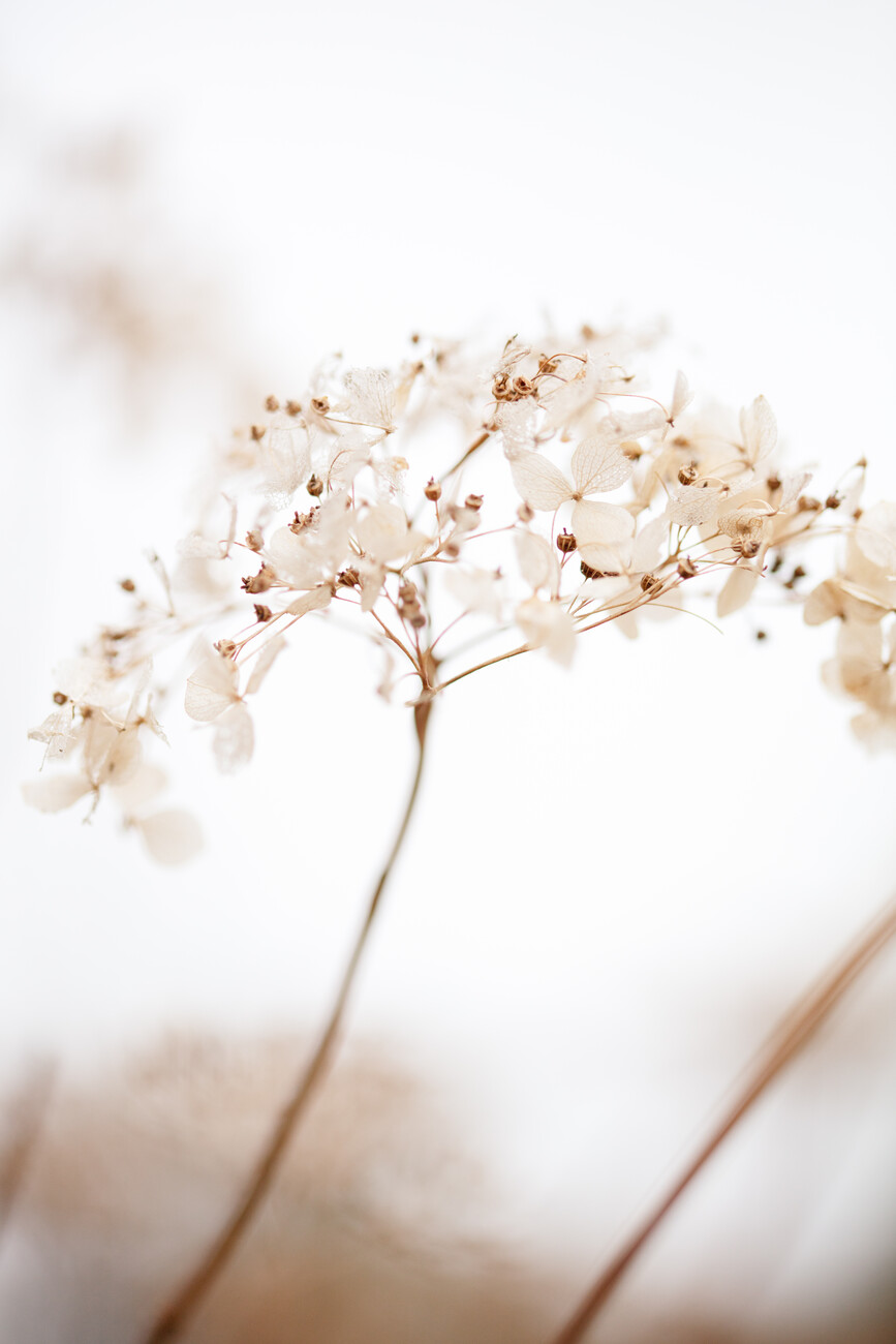 Umělecká fotografie Soft dried flower_brown, Studio Collection, (26.7 x 40 cm)