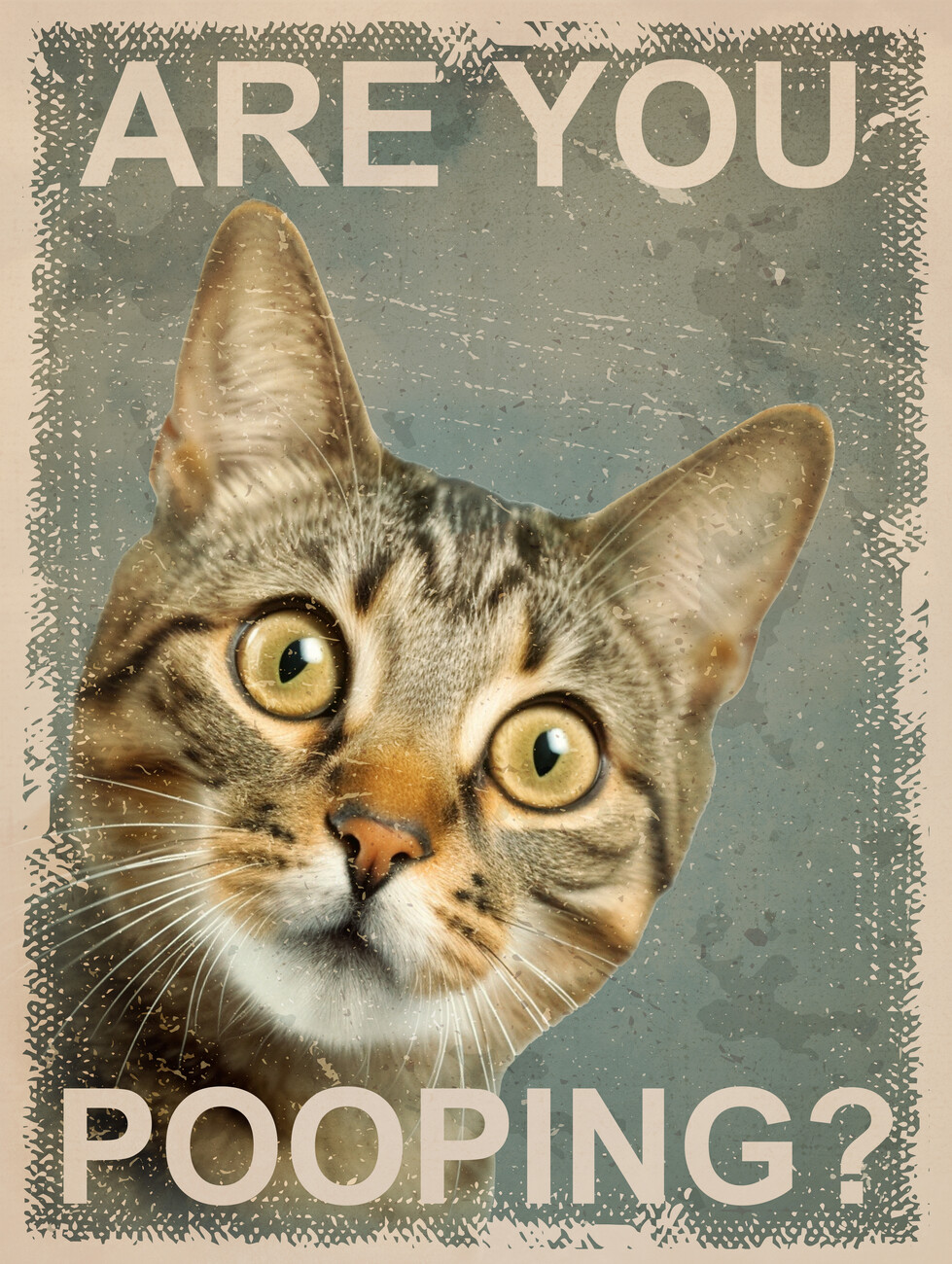 Taiteelliset kuva | Funny Cat: Are You Pooping? | Europosters