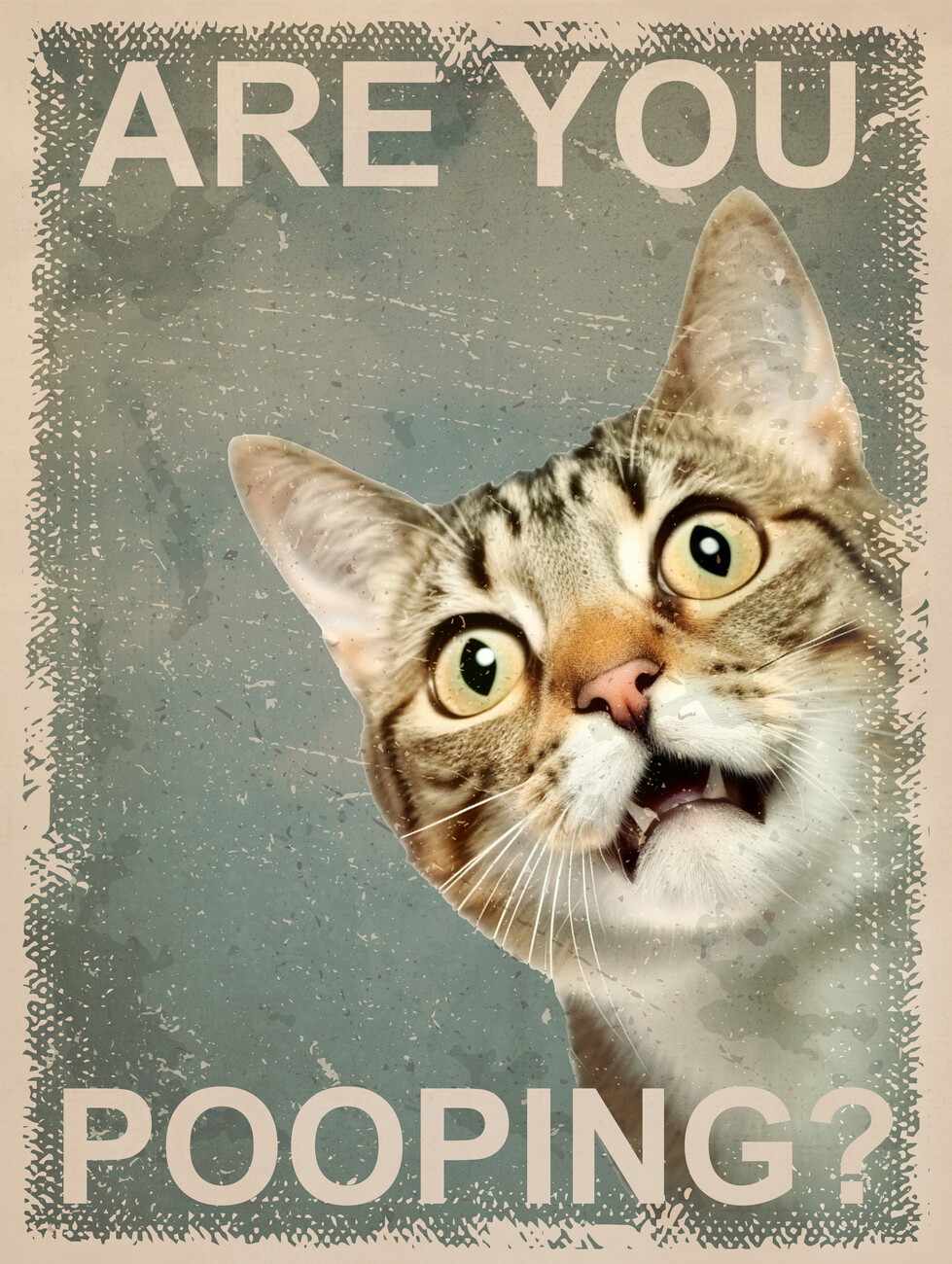 Illustration Funny Cat: Are You Pooping?