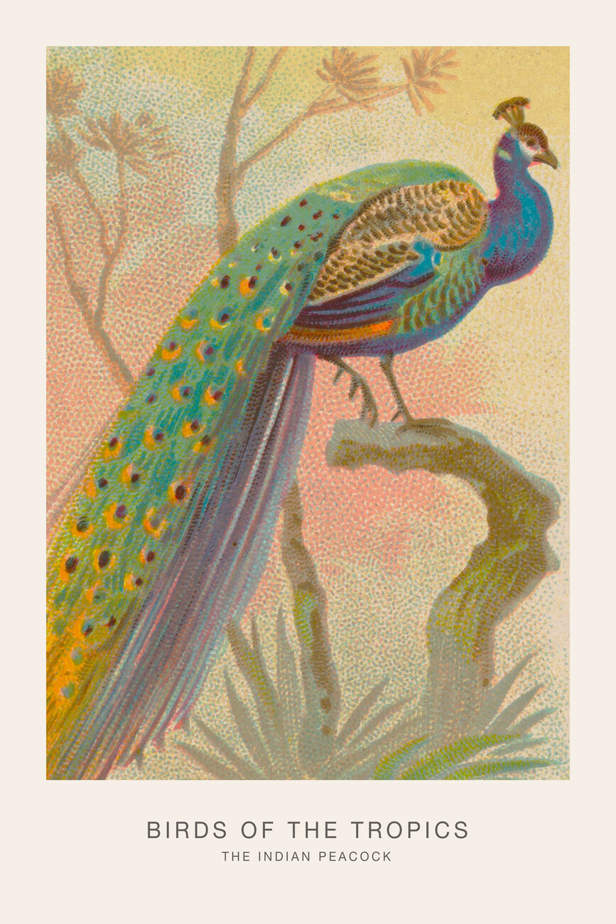 Foto Vintage Peacock Painting