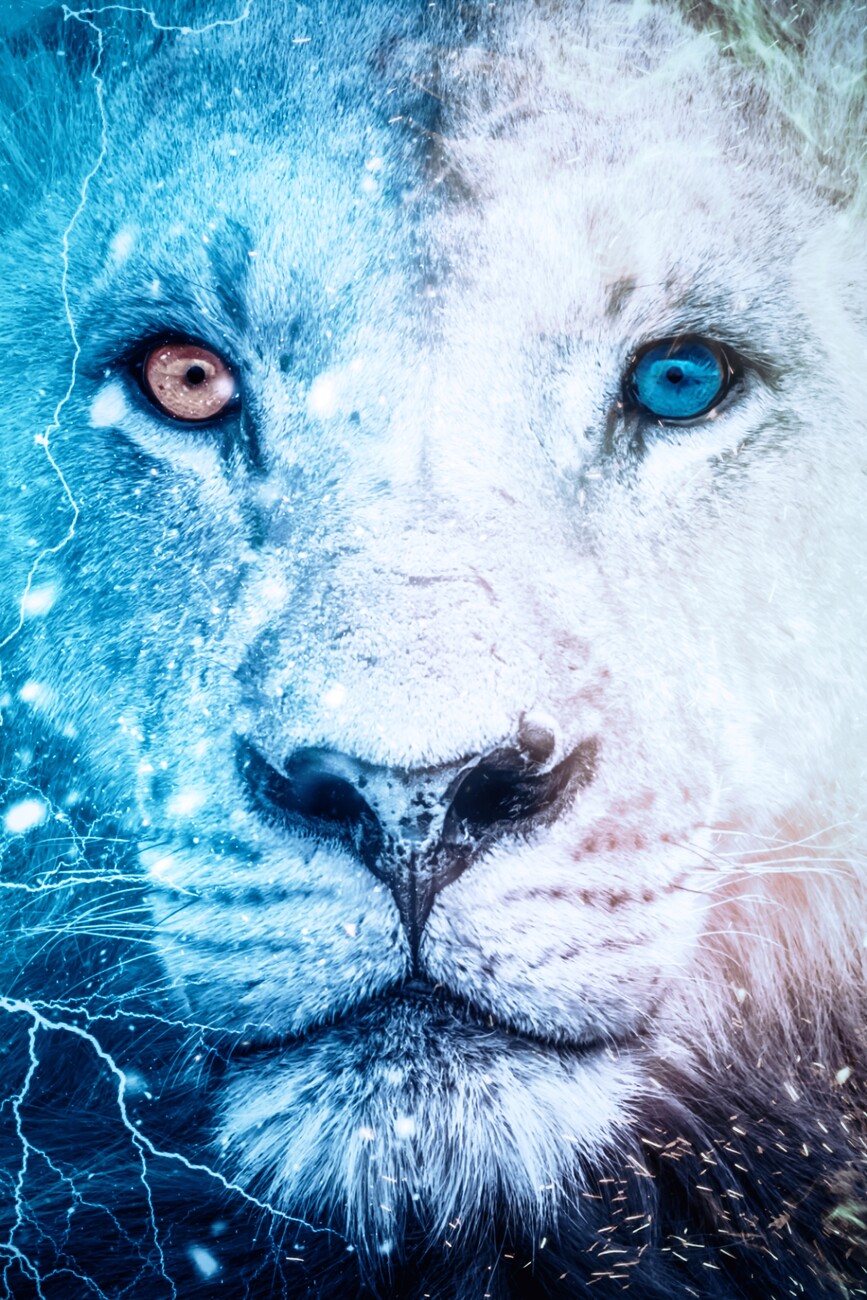 Art Poster white lion with minnows eyes