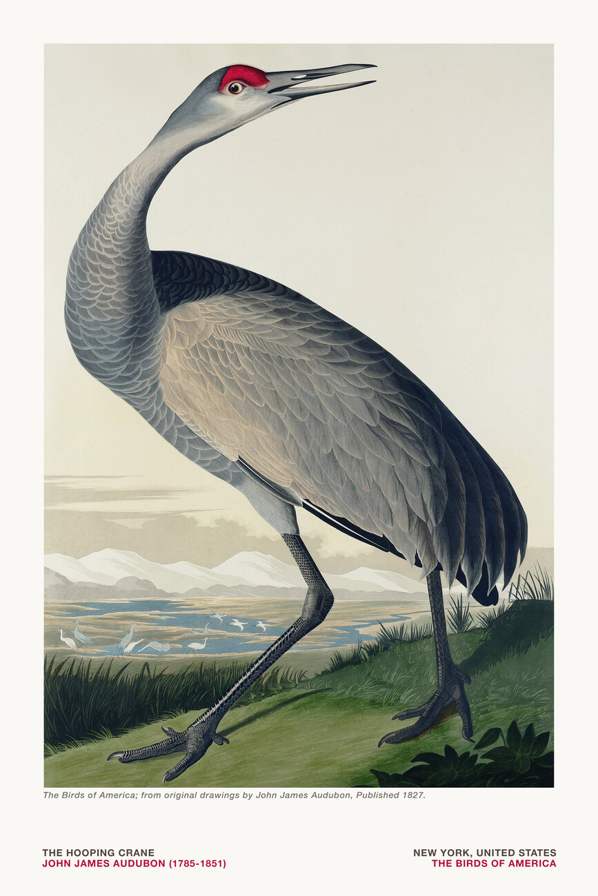 Buy Purple Heron by JJ Audubon Mural Wallpaper SqM at 20 off  DIVEROS