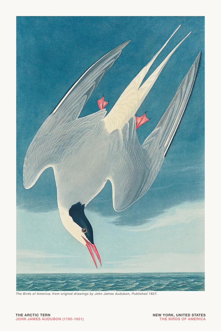 America　from　J.　Arctic　of　Wall　Audubon　Art　Europosters　Birds　Print　The　The　Tern　J.