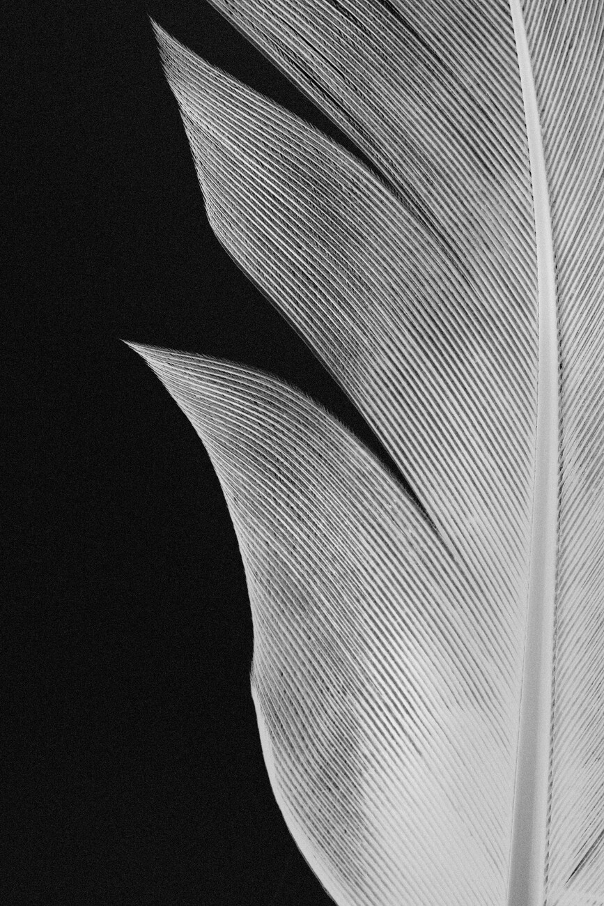 Umělecká fotografie Feather 005, Studio Collection, (26.7 x 40 cm)