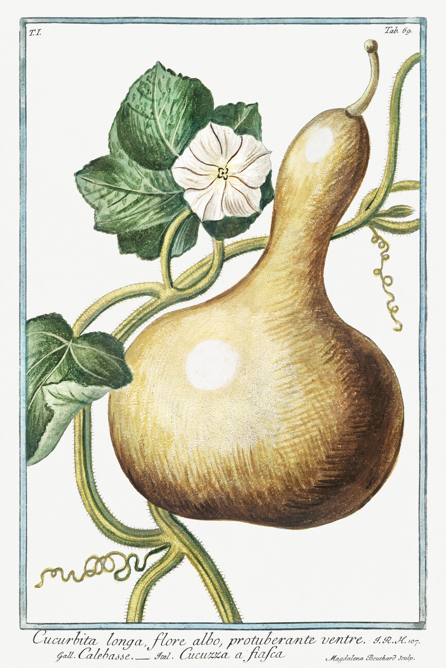 bottle gourd drawing