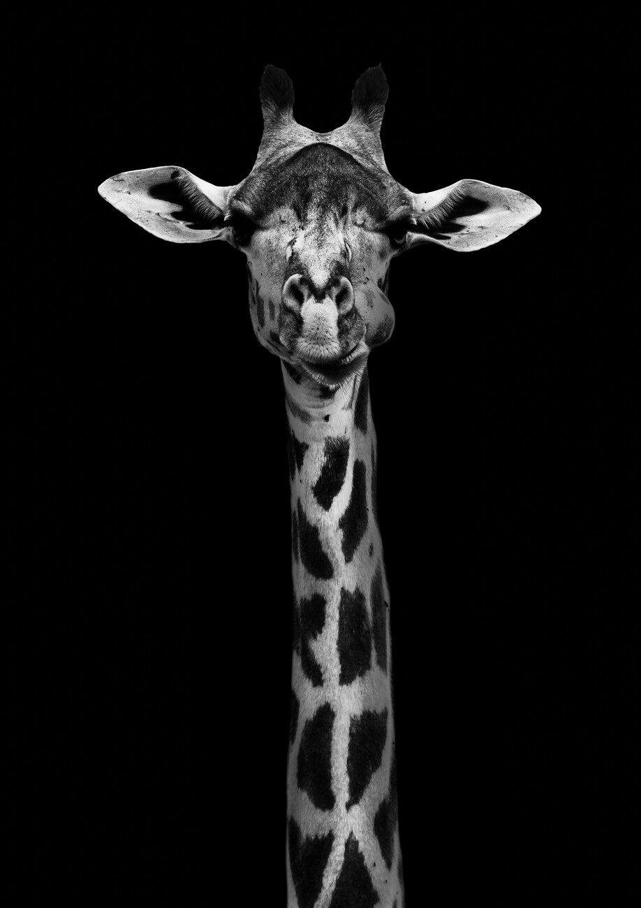 giraffe face photography