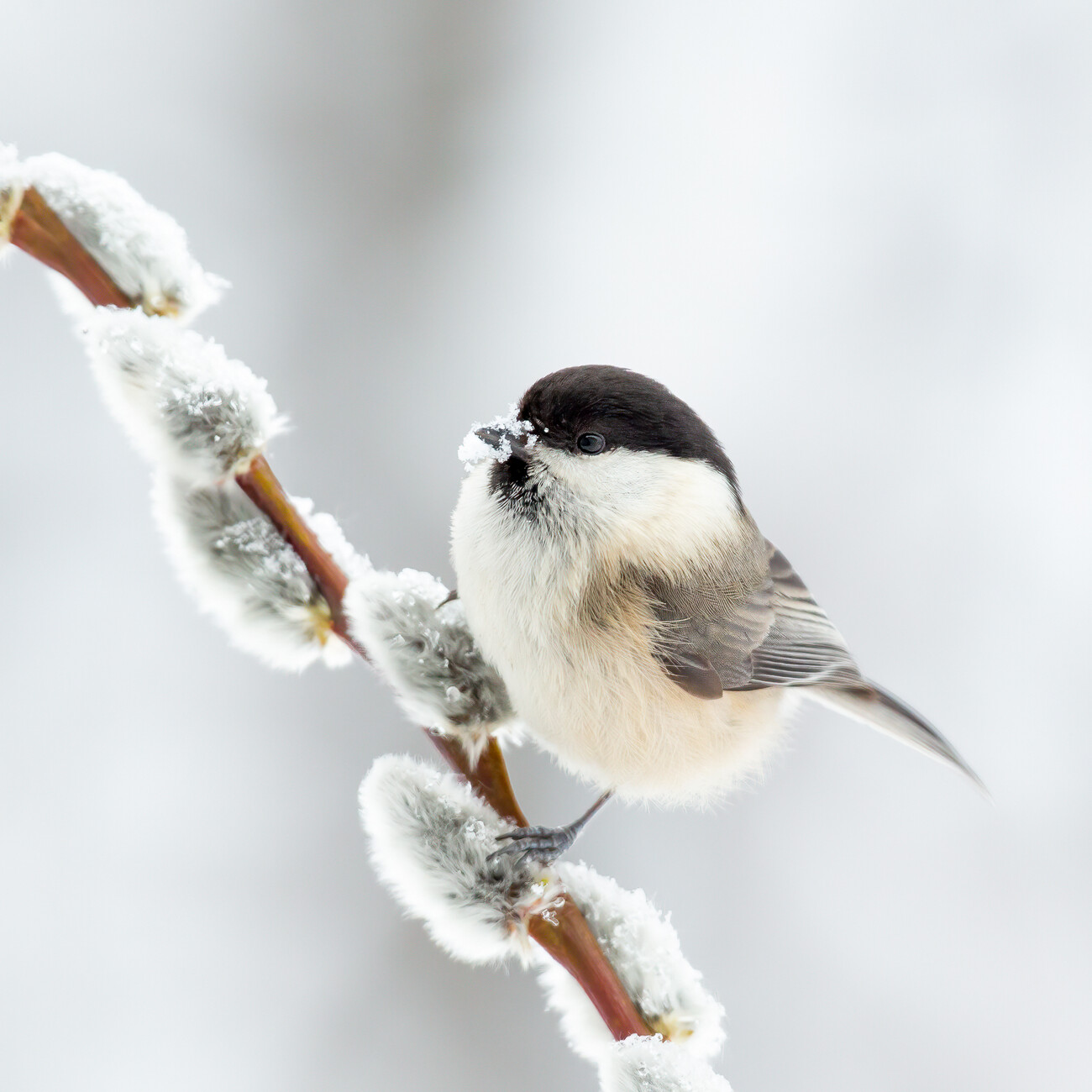 Canvas Print Willow tit in winter.