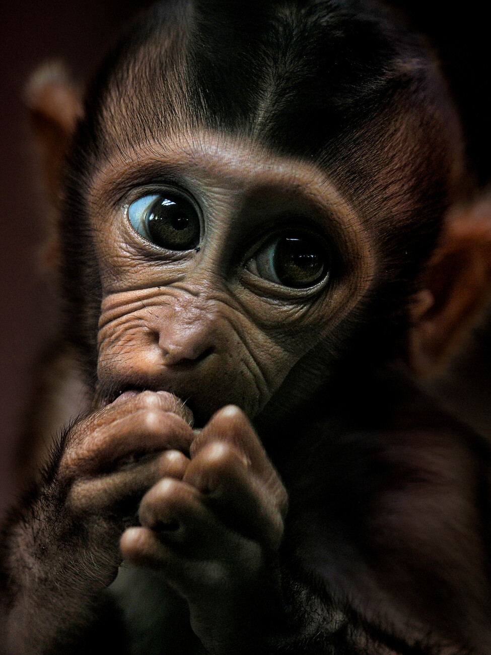 Baby Monkey, Posters, Art Prints, Wall Murals