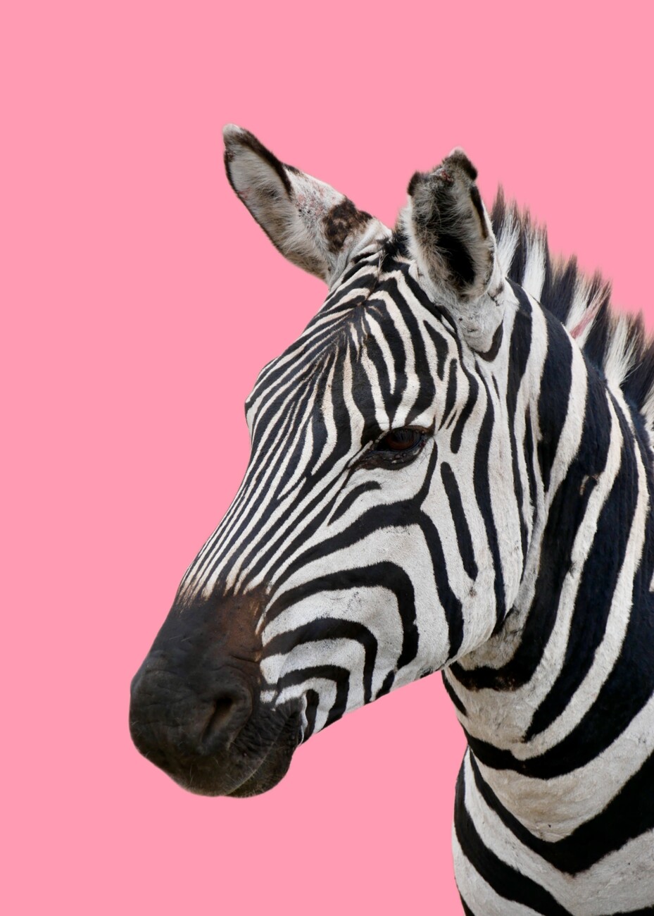 Giraffe Zebra Flamingo Safari Themed Wallpaper for Kids