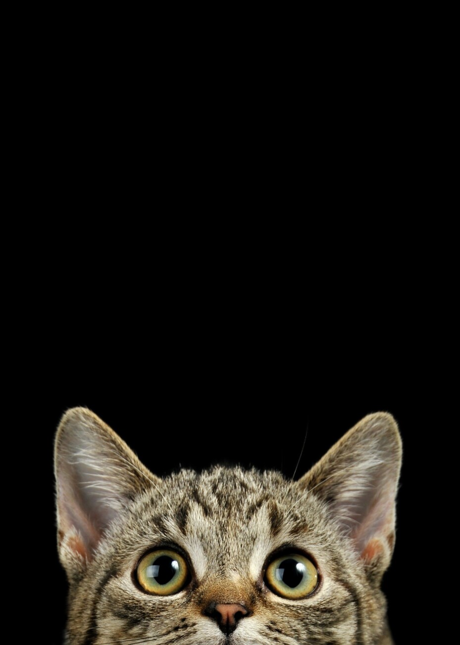 Art Photography Funny Cat