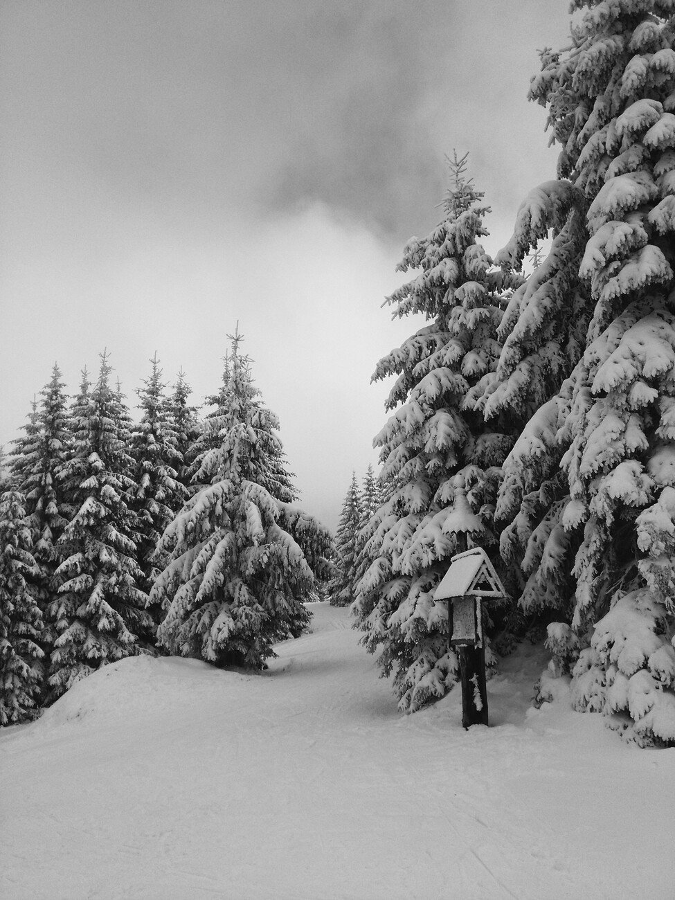 snowy forest wallpaper black and white