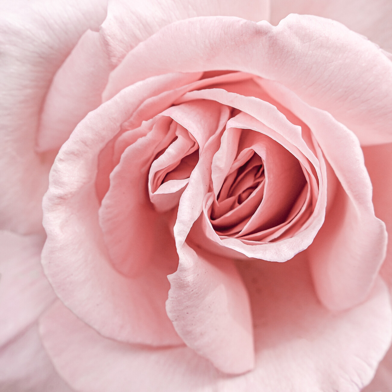 Soft Pink Rose, Poster, Kunstdrucke, Fototapeten