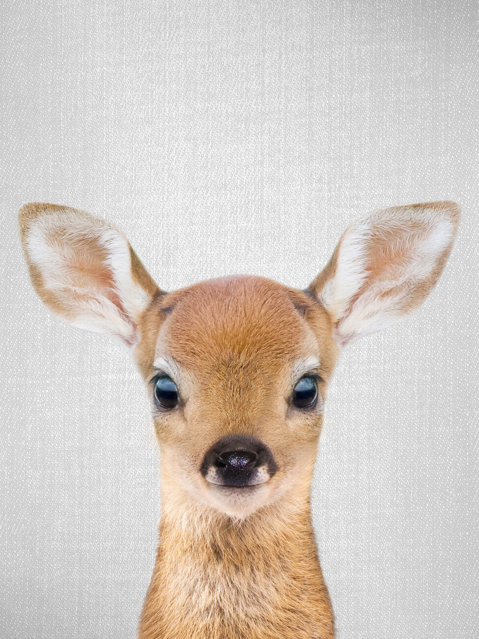 baby deer face